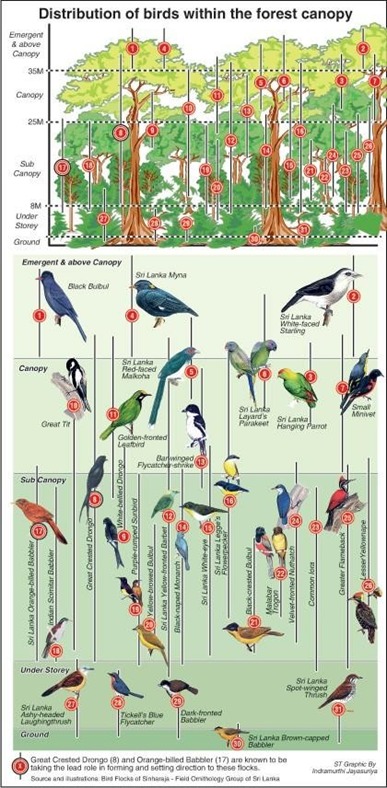 Mixed species bird flocks – fogsl
